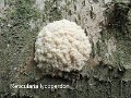 Reticularia lycoperdon-amf799